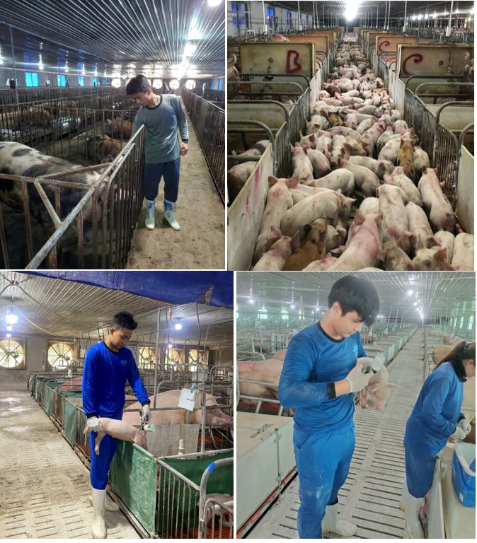 SINH VIÊN NĂM 3 NGÀNH CHĂN NUÔI, CHUYÊN NGÀNH CHĂN NUÔI THÚ Y, THUỘC KHOA NÔNG NGHIỆP VÀ THỦY SẢN - TRƯỜNG ĐẠI HỌC BẠC LIÊU HOÀN THÀNH ĐỢT THỰC TẬP TAY NGHỀ 2 TẠI CÔNG TY CỔ PHẦN THÁI VIỆT CORPORATION, TỈNH ĐỒNG NAI